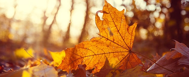 hoja de otoño
